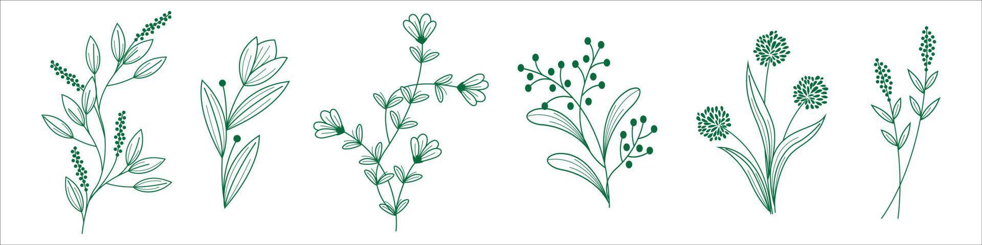 plantas dibujadas a mano vector