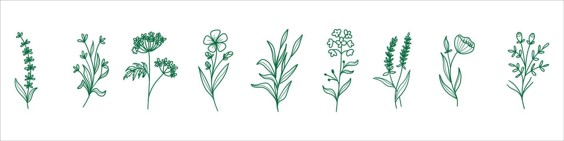 set of branches and leaves vector