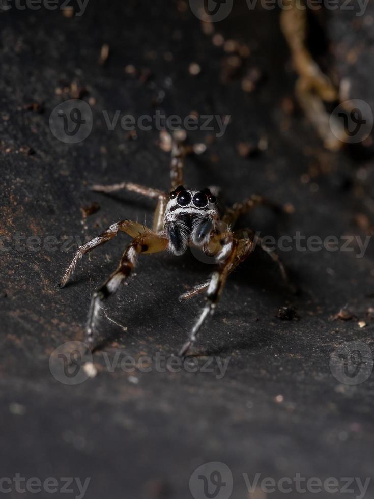 pequeña araña saltadora foto