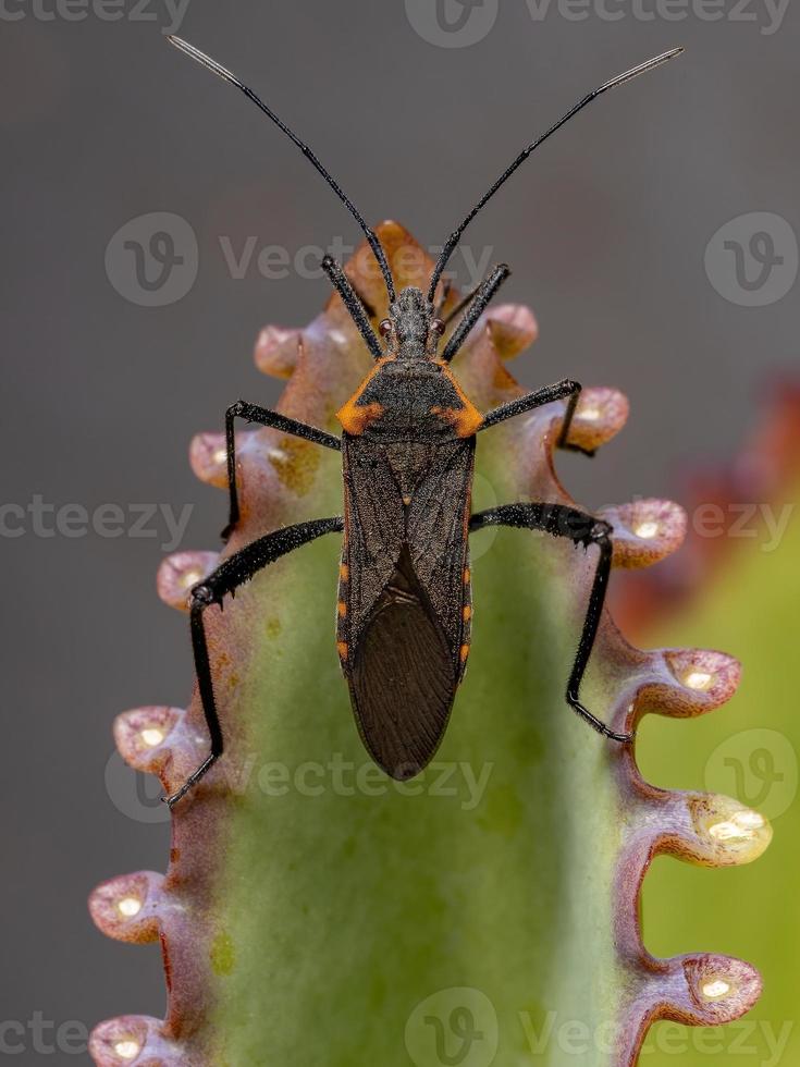 Adult Leaf-footed Bug photo