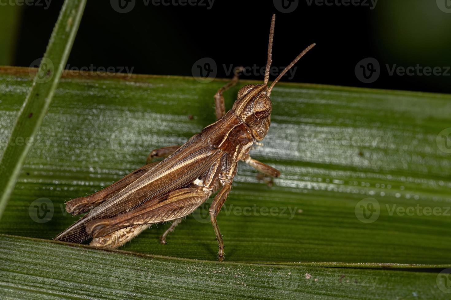 Adult Stridulating Slant-faced Grasshopper photo