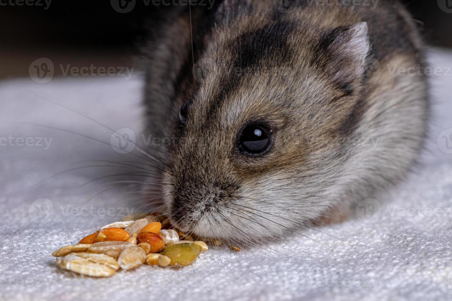 Campbell dwarf hamster photo