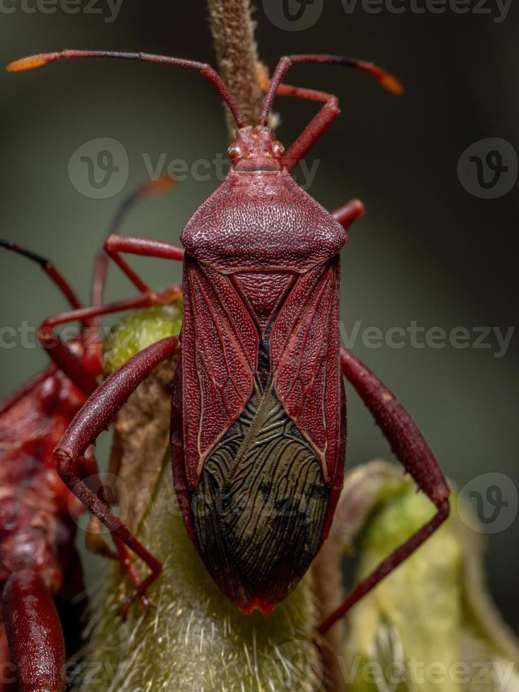 Adult Leaf-footed Bug photo