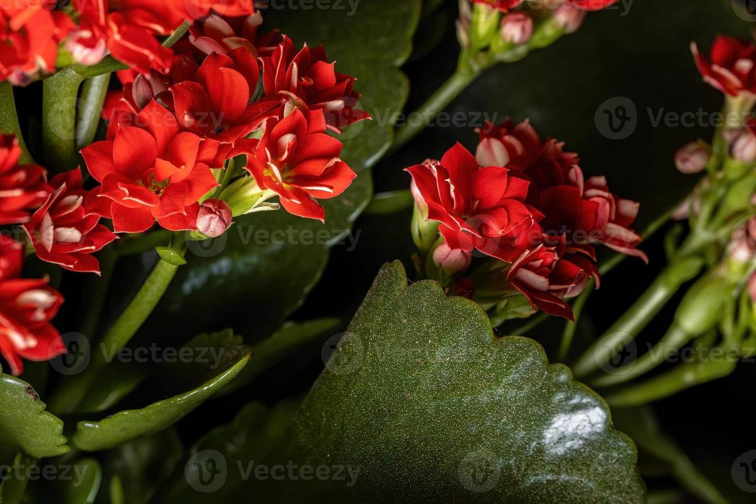 flor de katy llameante foto