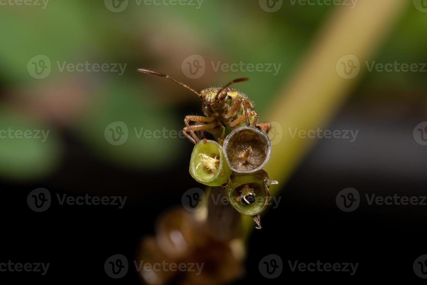 ninfa del insecto de la planta sin olor foto