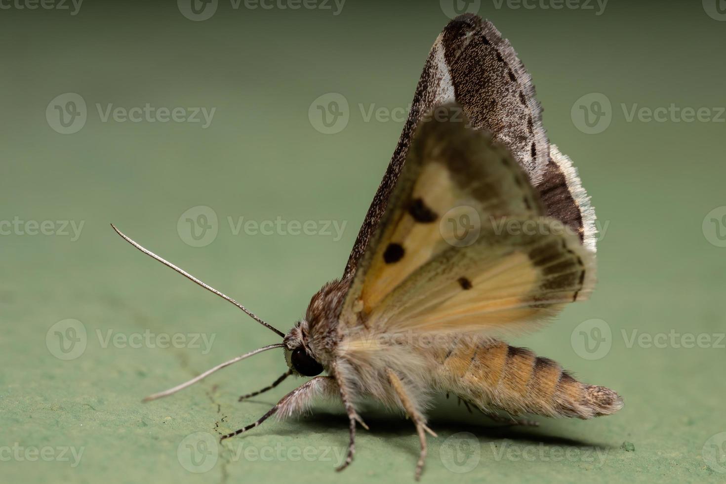 polilla verdolaga adulta foto