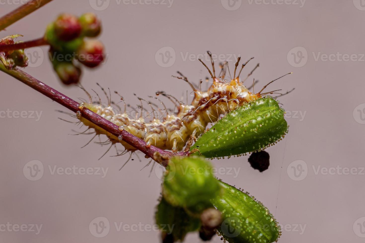 larva de mariposa pequeña foto