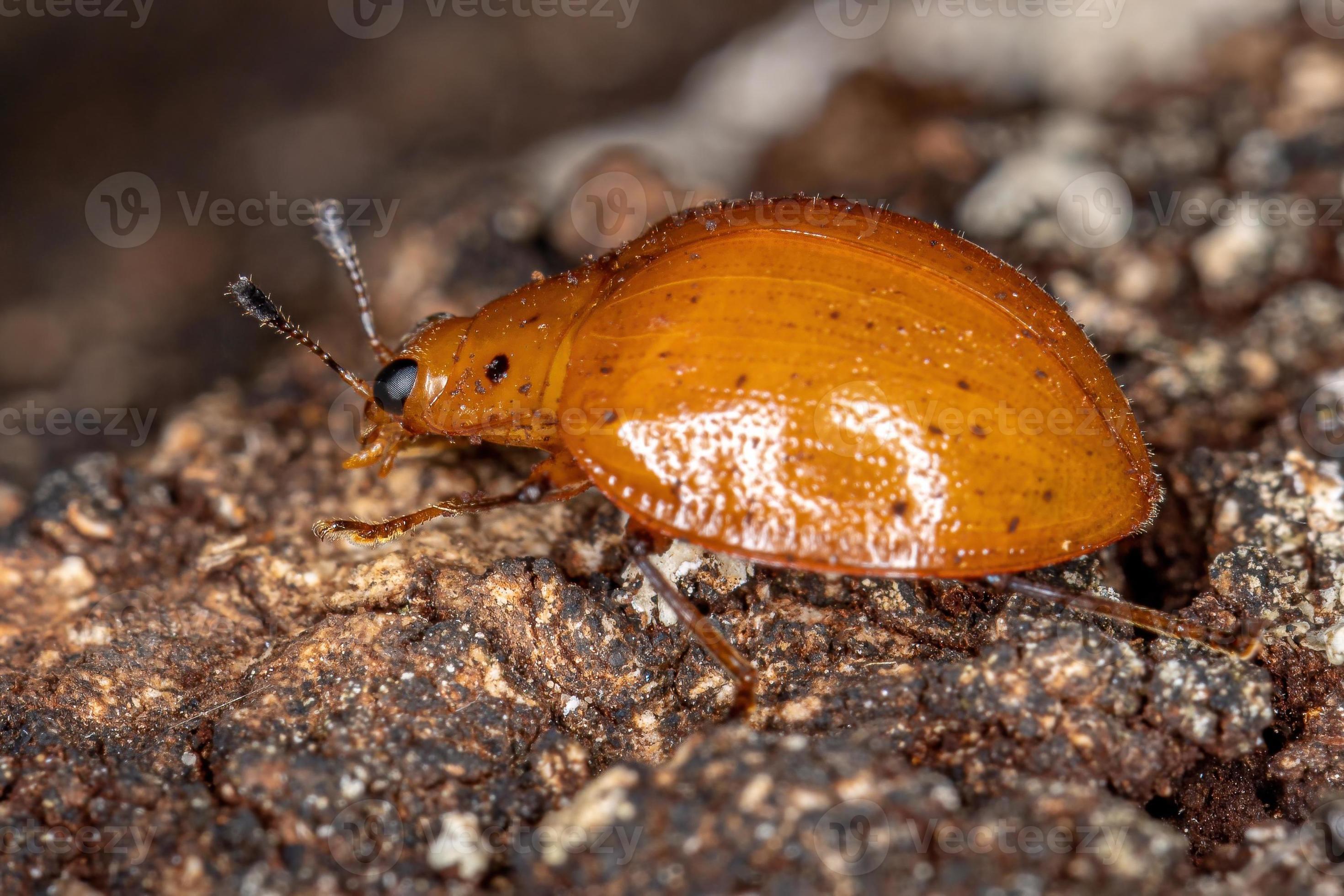 Pleasing Fungus Beetle 3778566 Stock Photo at Vecteezy