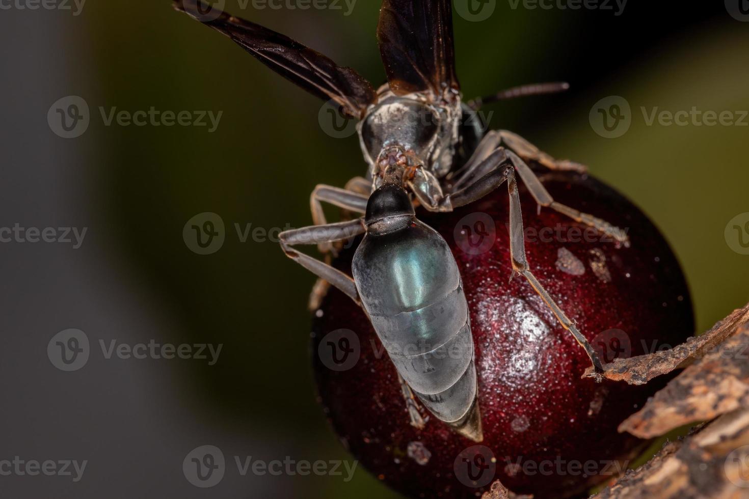 Adult Warrior Wasp photo