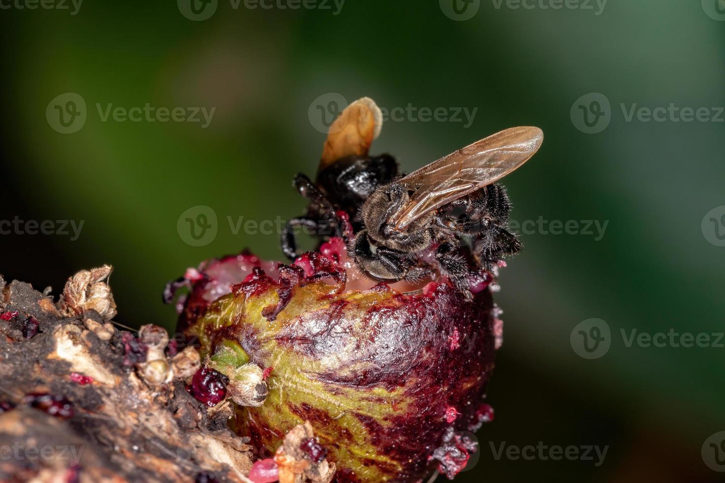 abeja negra sin aguijón foto