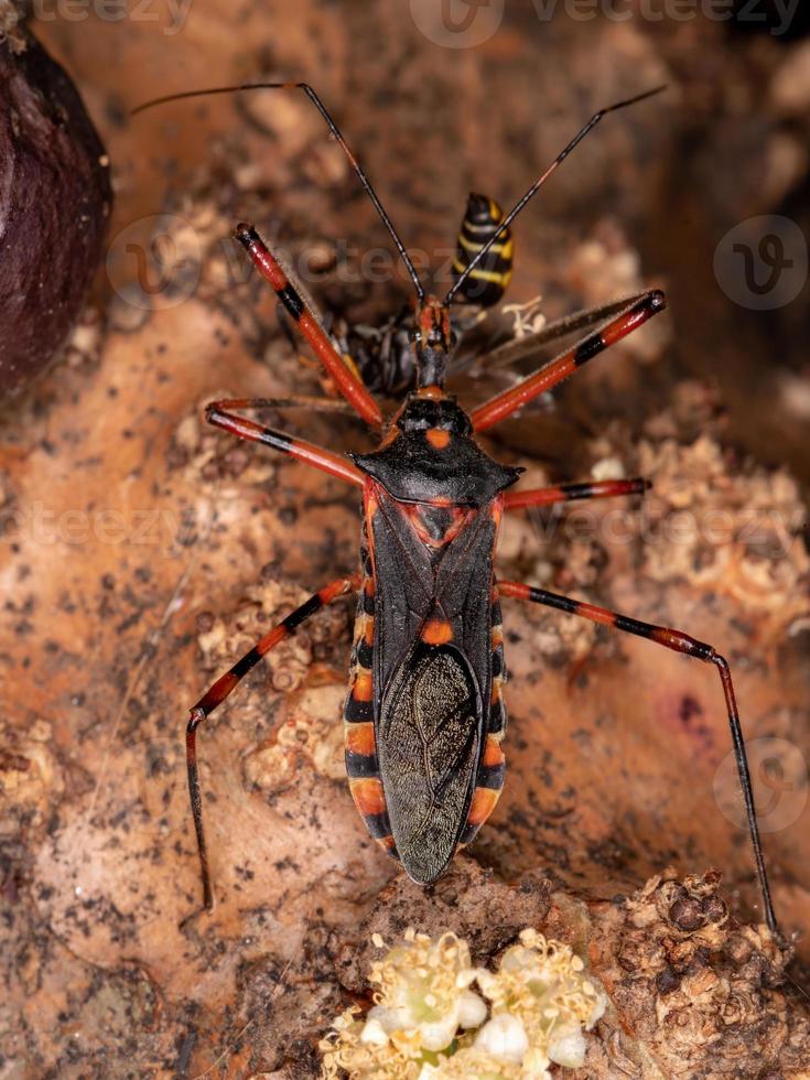 Assassin Bugs preying on a wasp photo