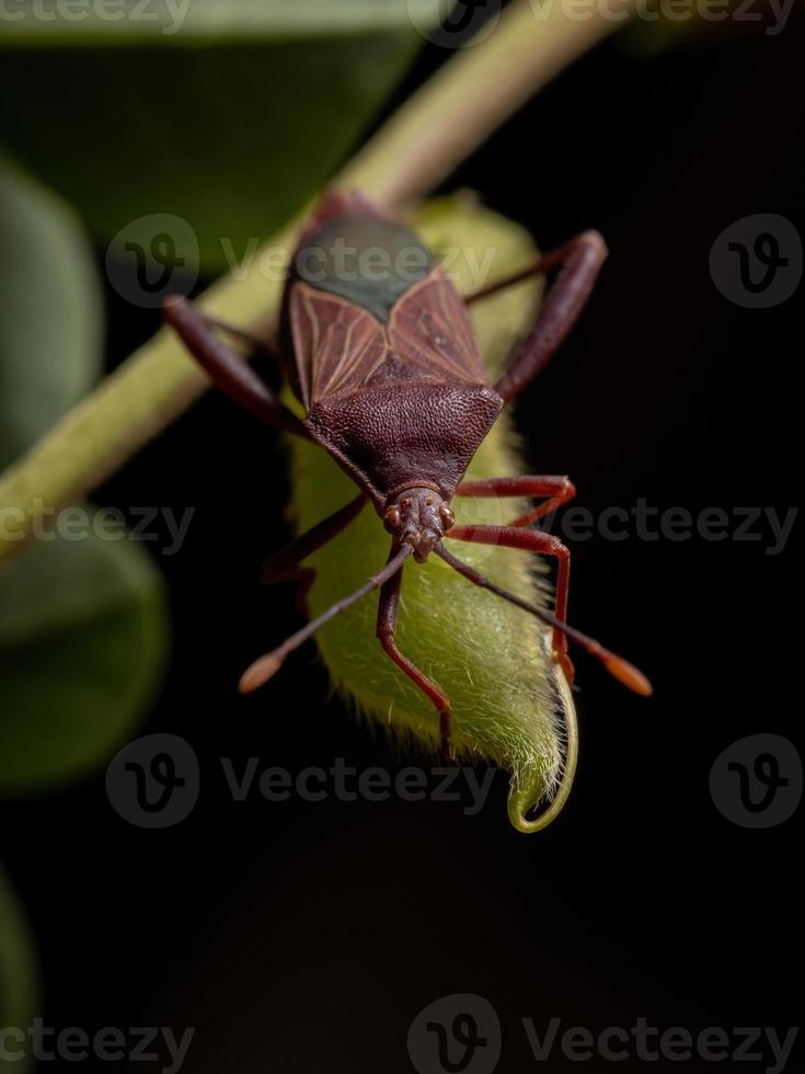 Adult Leaf-footed Bug photo