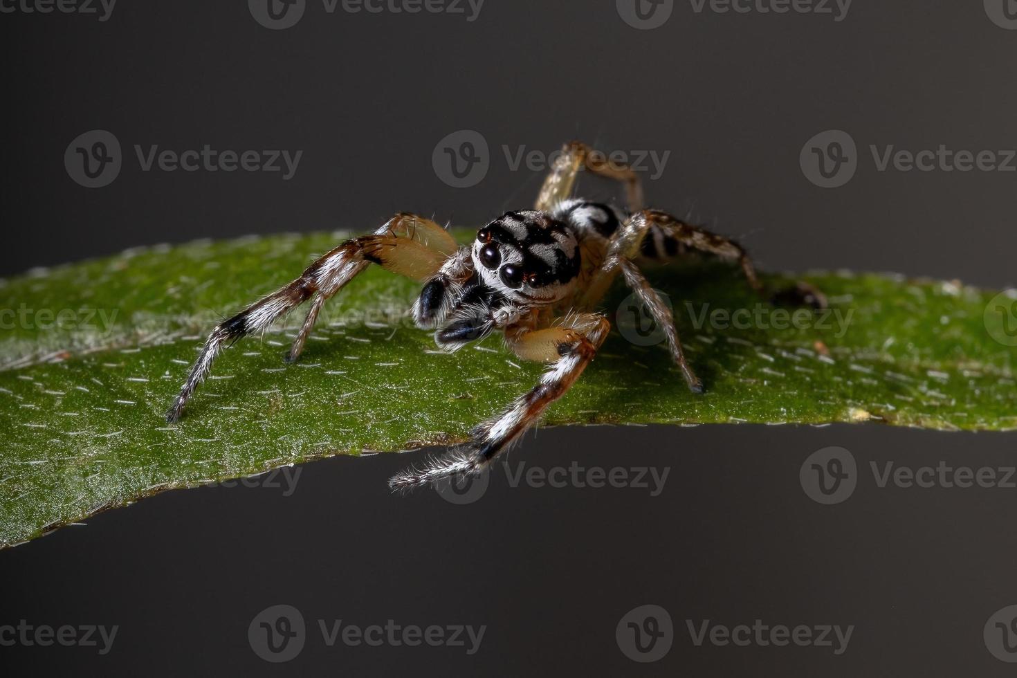 Small Jumping spider photo