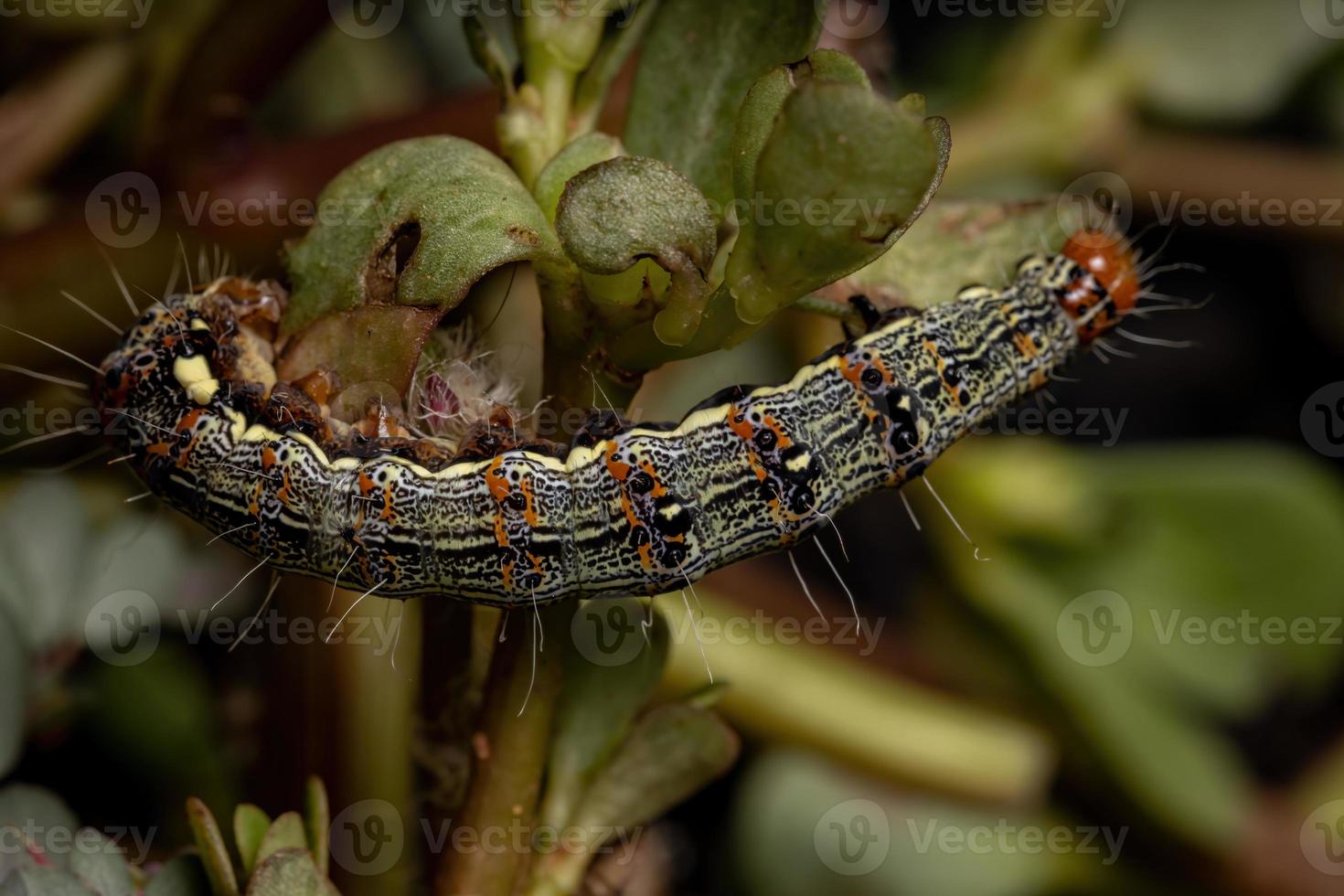 oruga comiendo una planta de verdolaga común foto