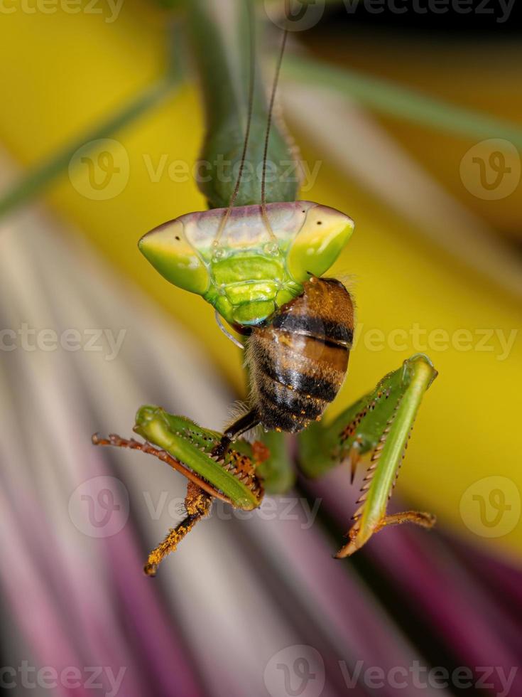 ninfa mantis que se alimenta de una abeja occidental foto