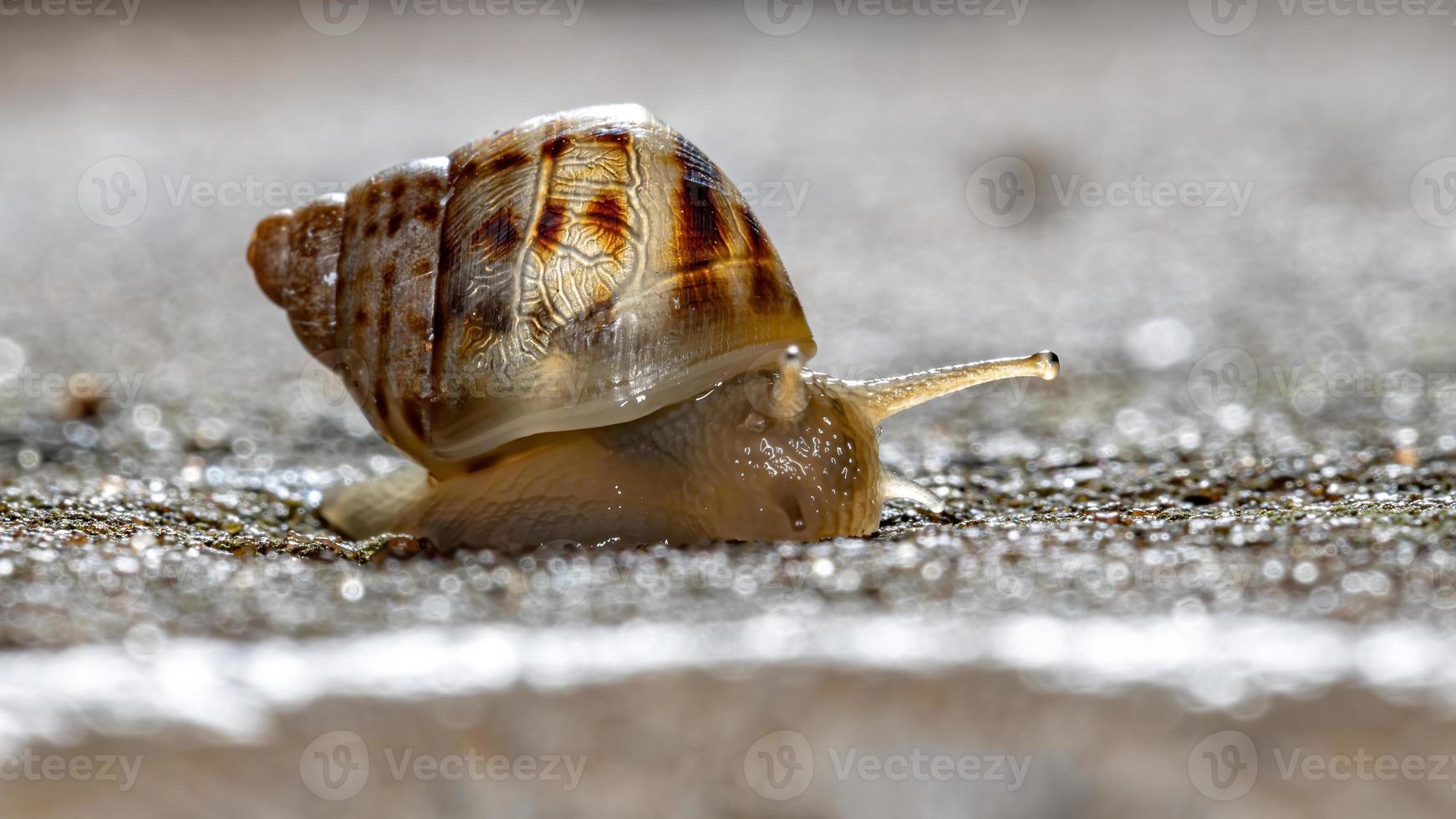 caracol gigante africano foto