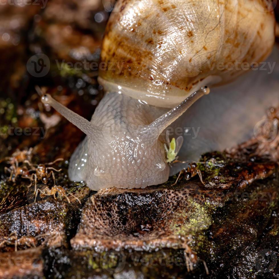 African Giant Snail photo