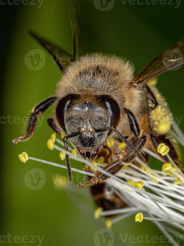 abeja de miel occidental adulta foto