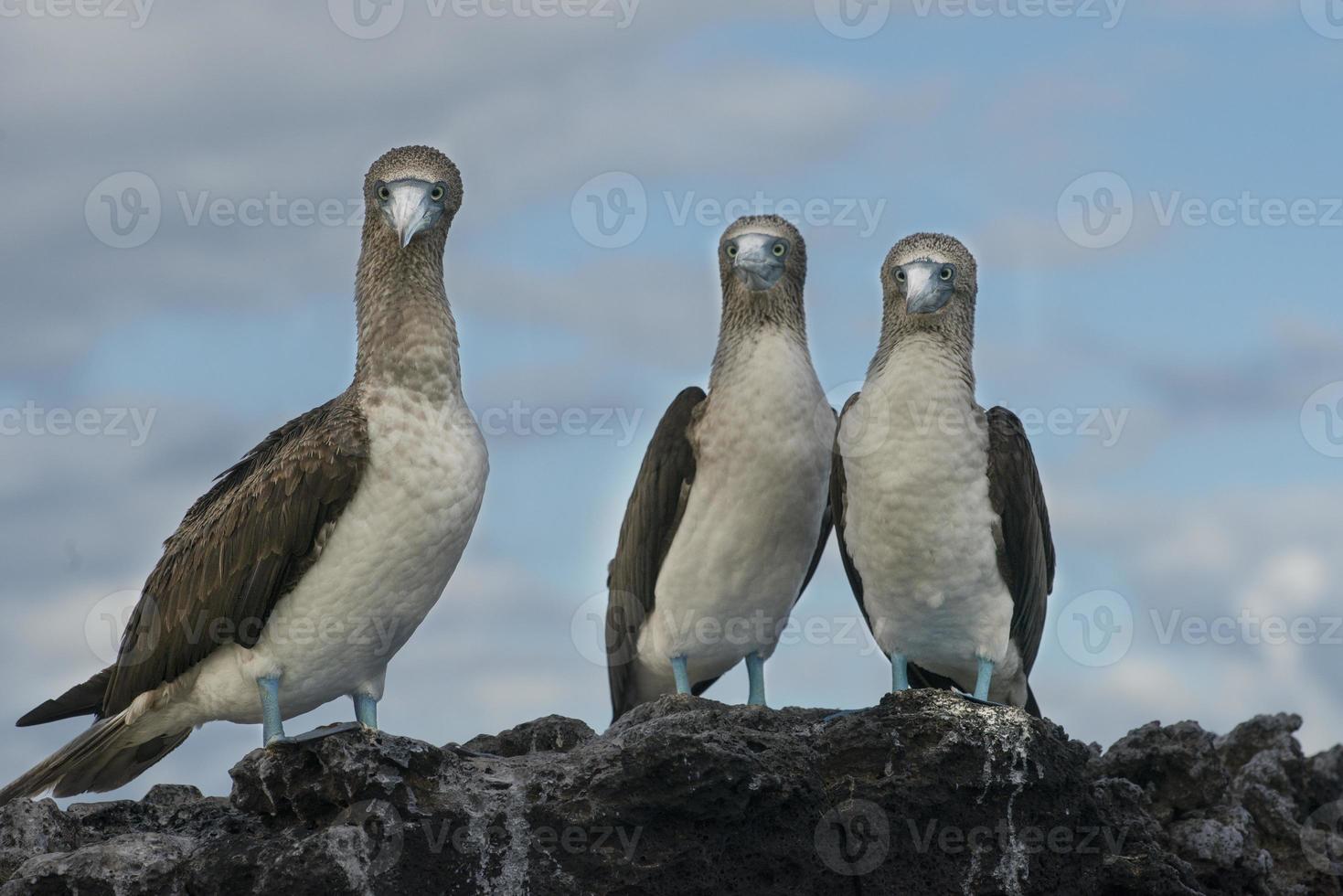 trío de piqueros de patas azules foto