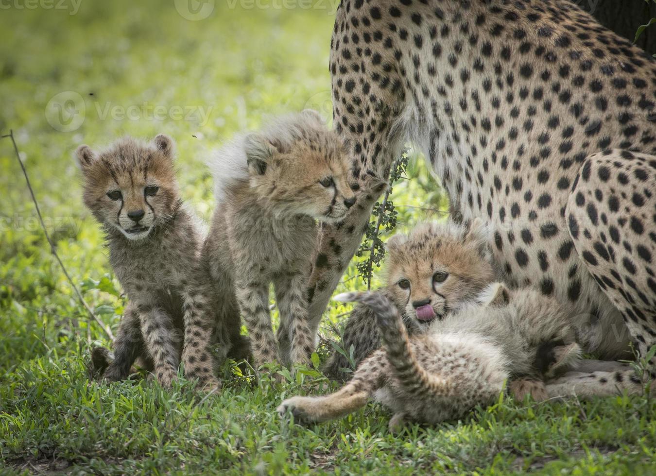jugando guepardos bebé, tanzania foto