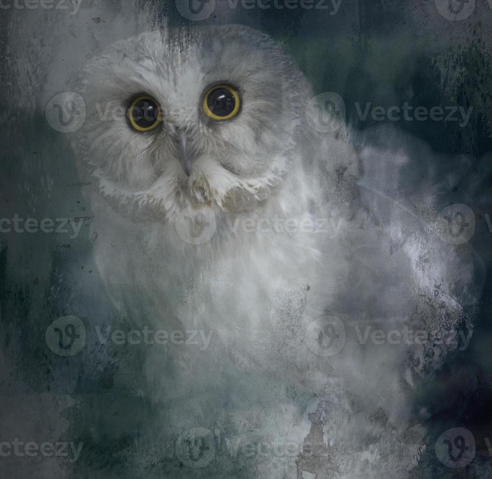 Saw Whet Owl with Added Textures photo