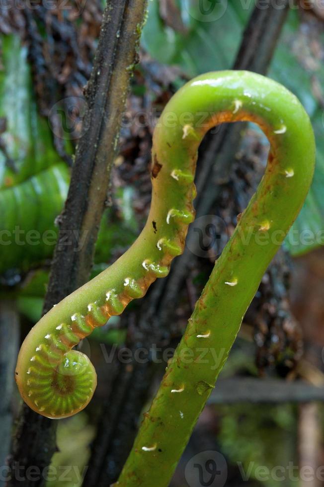 helecho tropical, bosque nuboso de los andes foto