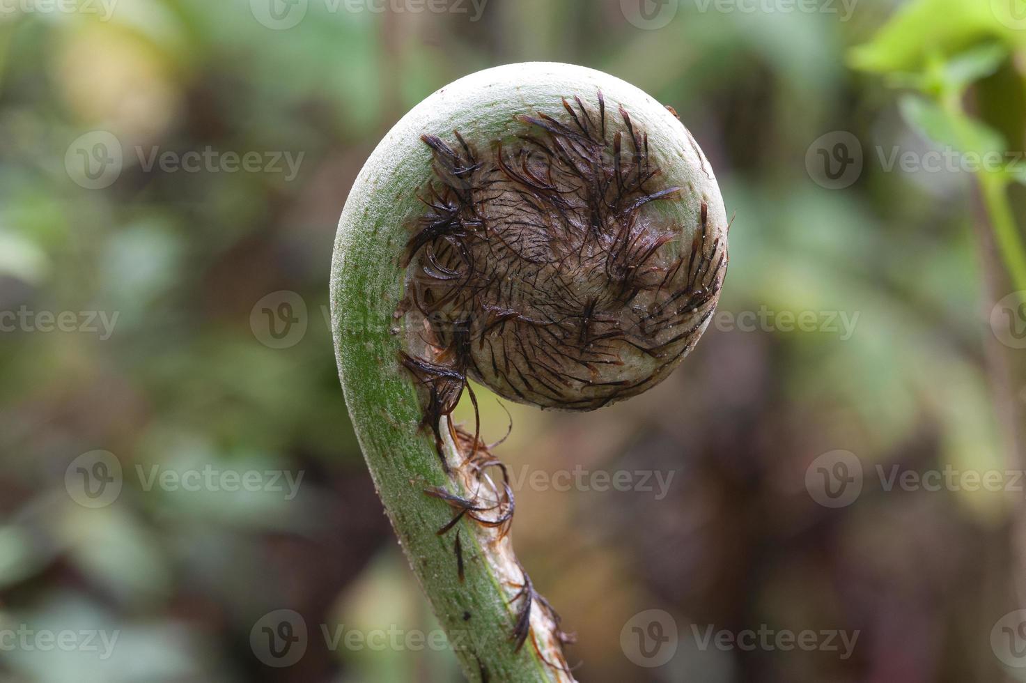 Fiddlehead Fern, Cloud Forest, Andes, Ecuador photo