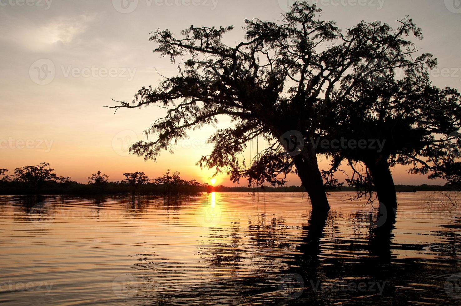 Flooded Trees During Rainy Season, Amazon photo