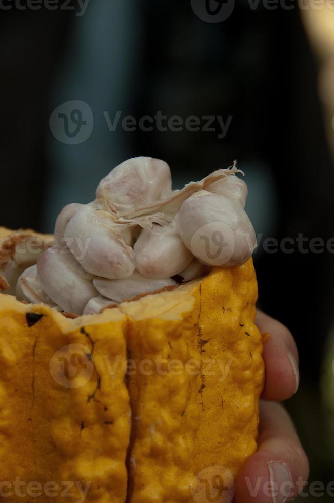 Cacao Seeds, Amazon Jungle photo