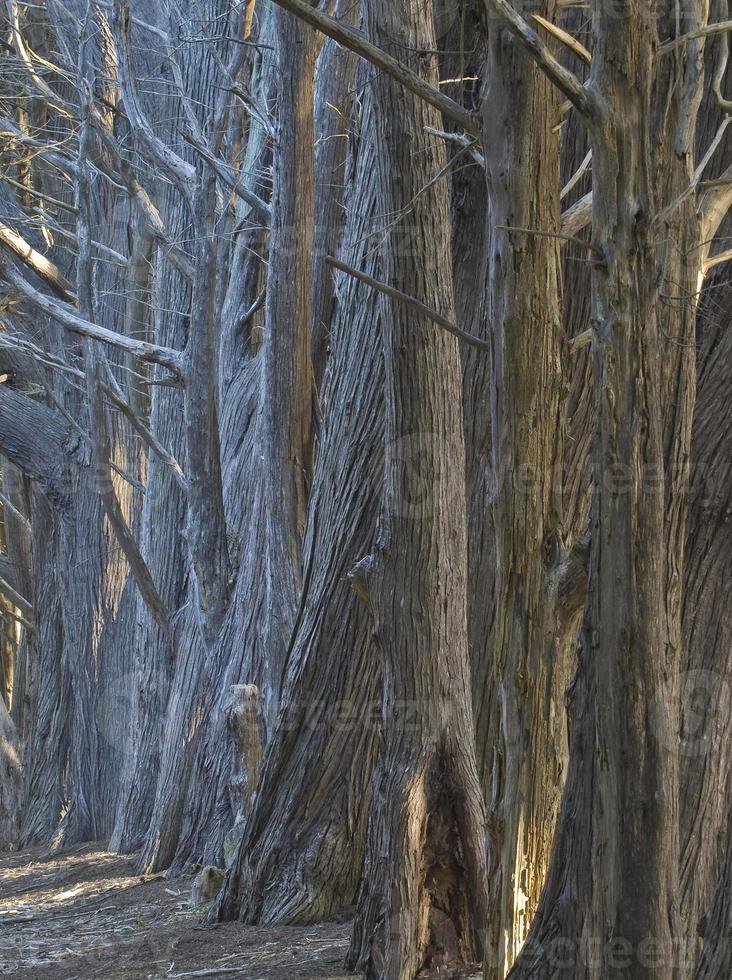 Cypress Trunks, Half Moon Bay, California photo