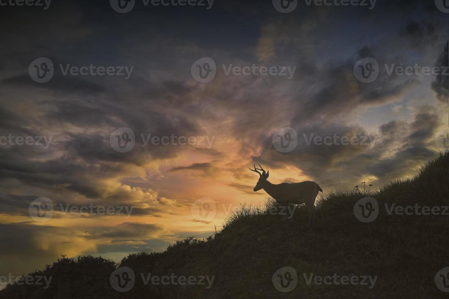 Deer Silhouette, Point Reyes photo