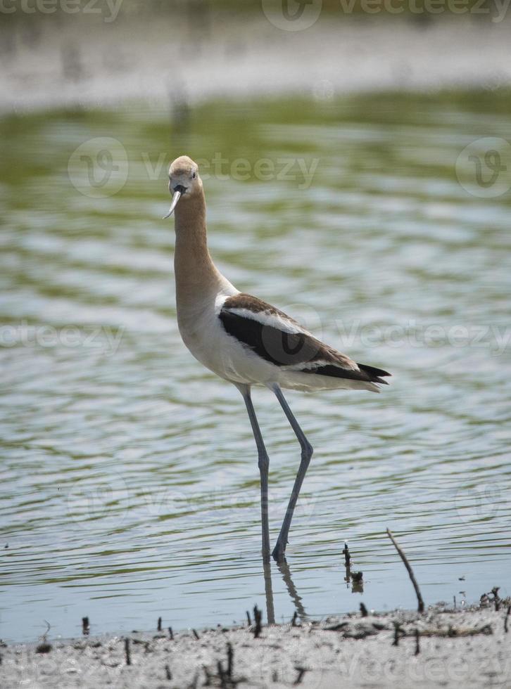 American Avocet, Cosumnes Wildlife Reserve photo