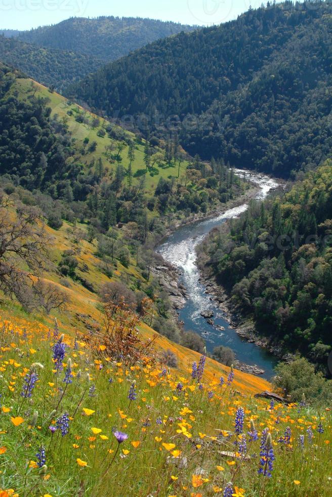 río americano de la bifurcación del sur y amapolas foto