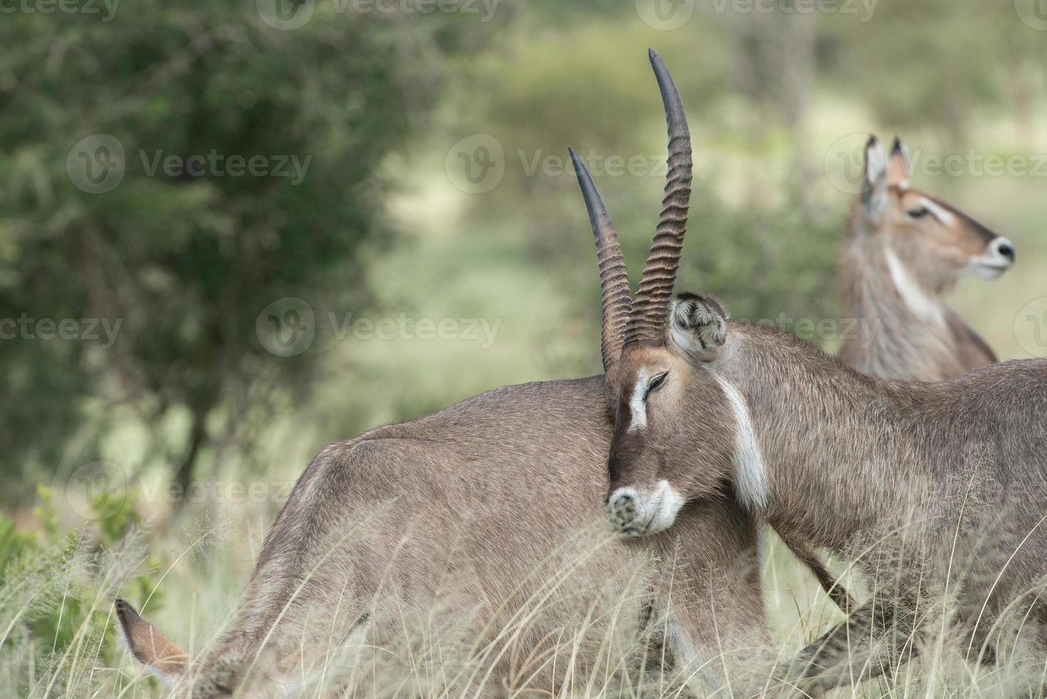 Amoroso Antelope, Tanzania, África foto