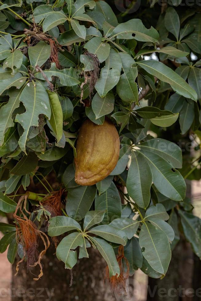 árbol de provisión brasileño foto