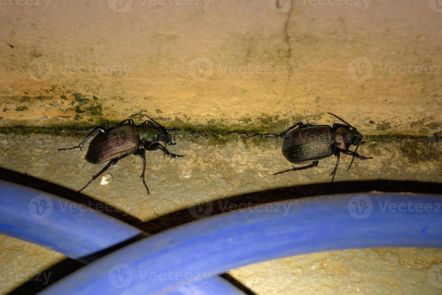 Escarabajos cazadores de orugas adultas masculinas y femeninas foto