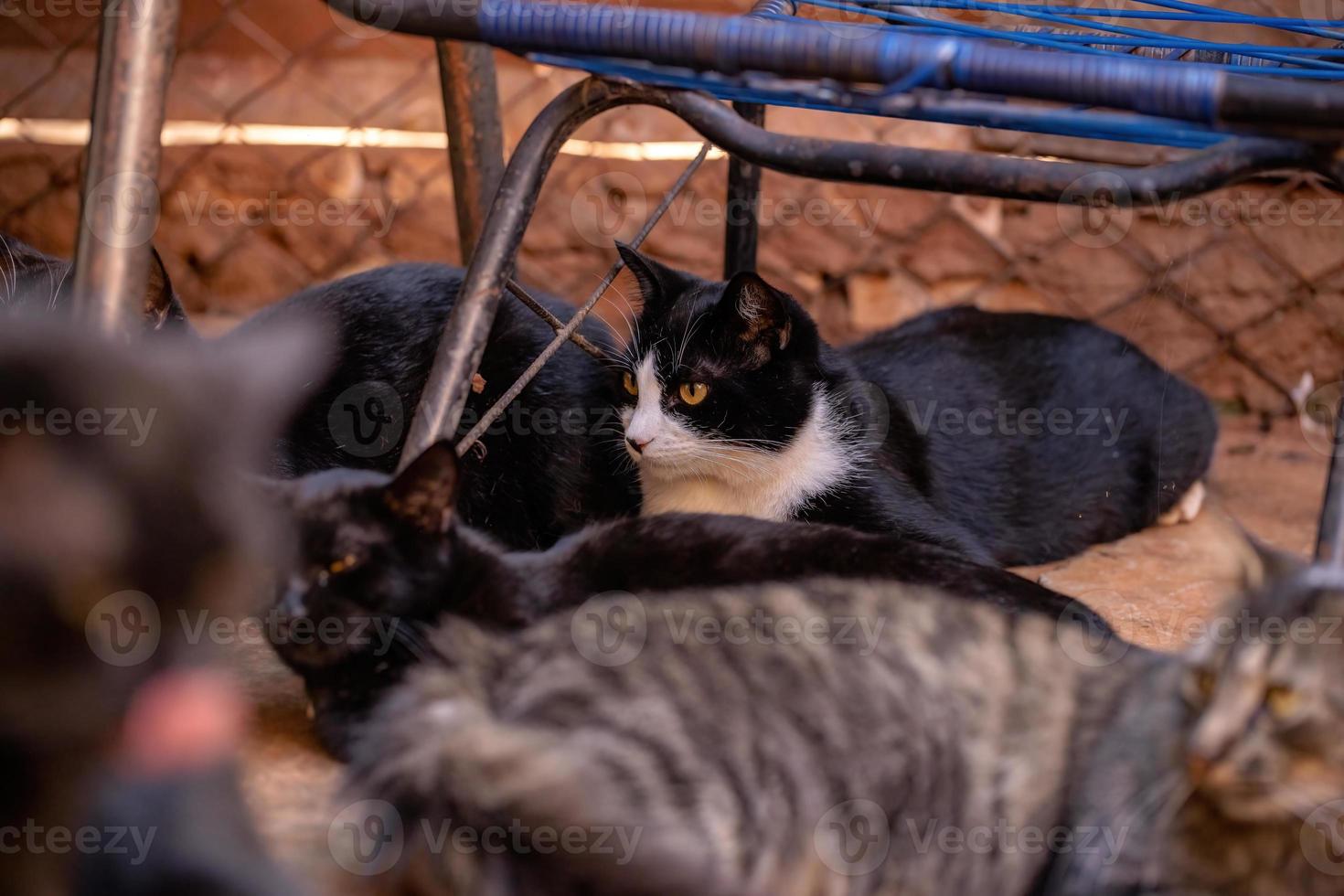 cara de gato doméstico foto