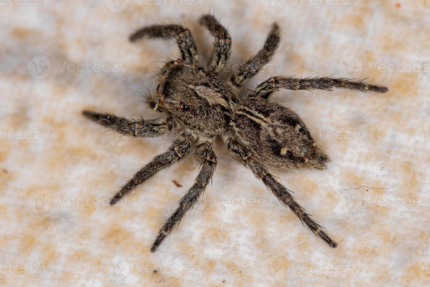 pequeña araña saltadora pantropical foto