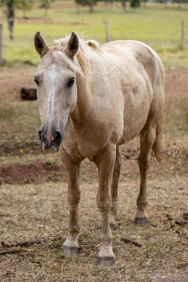 caballo en una granja brasileña foto