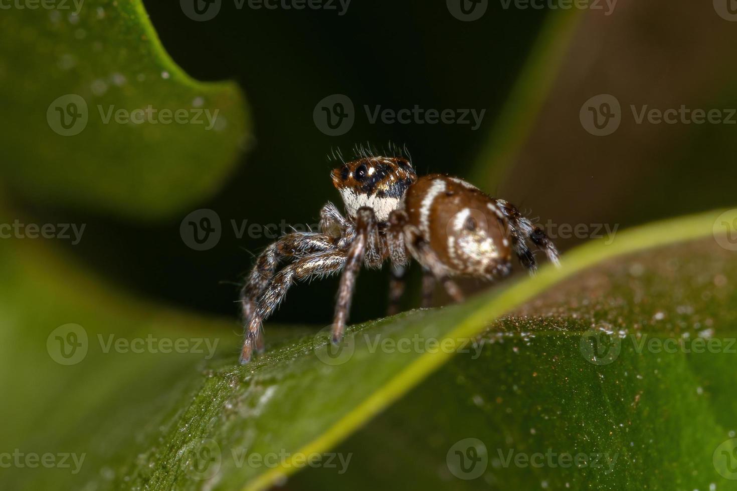 pequeña araña saltadora foto