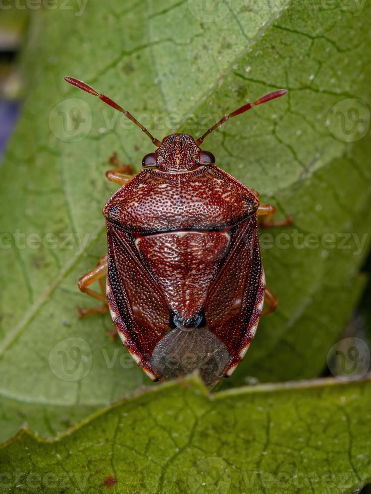 Adult Stink bug photo