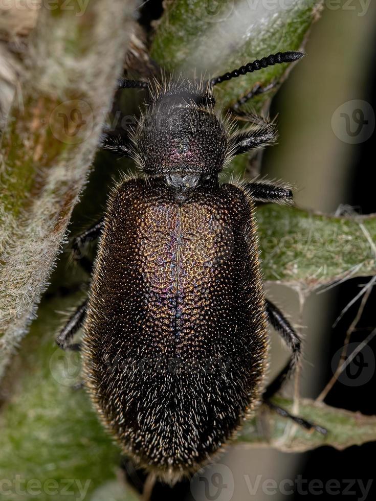 Adult Long-jointed Beetle photo