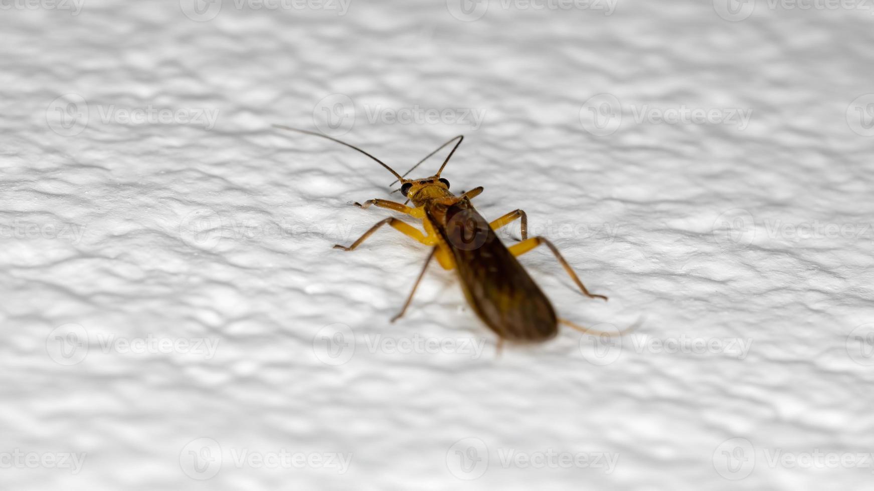 mosca de piedra común amarilla foto