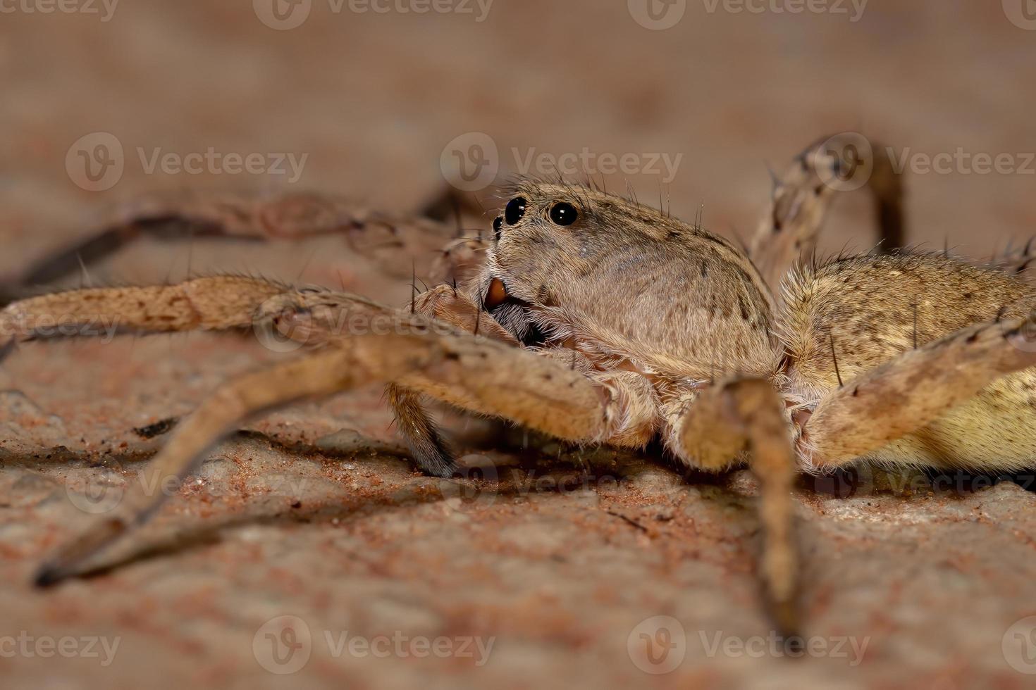 araña lobo adulto foto