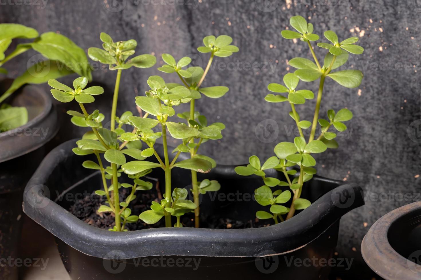 planta de verdolaga común foto