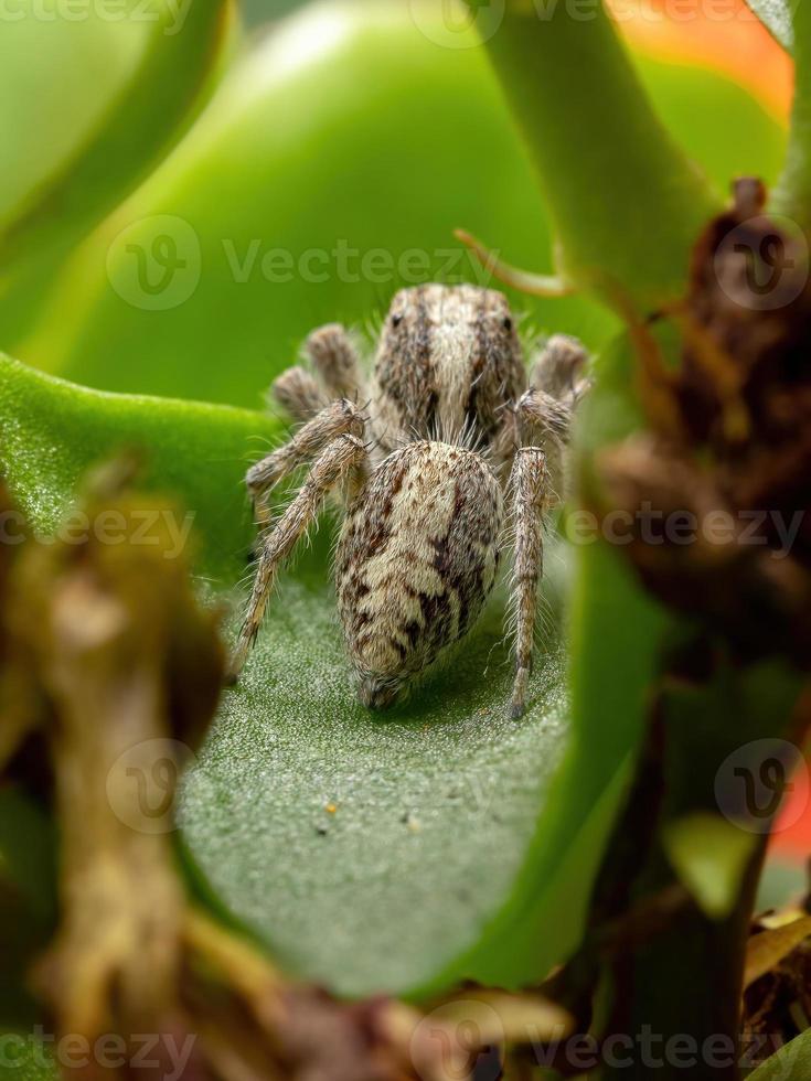 Adult jumping spider on a Flaming Katy Plant photo