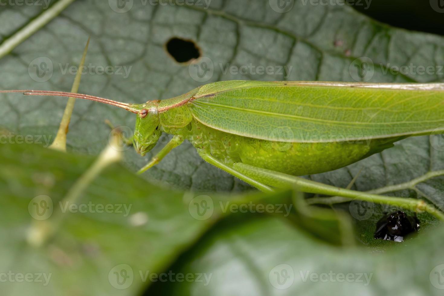 Adult Female haneropterine Katydid photo