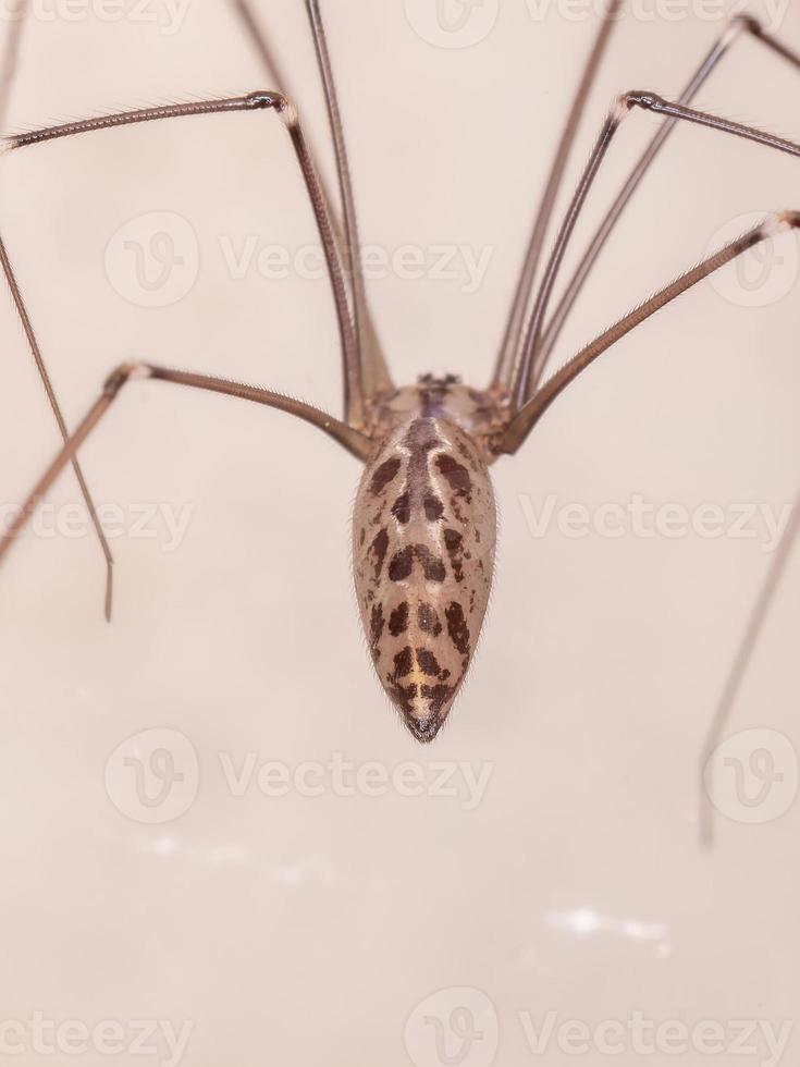 Adult Cellar Spider photo