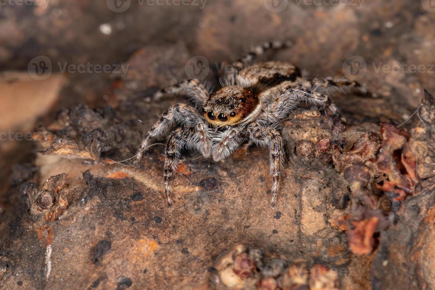 Female Adult Gray Wall Jumping Spider photo