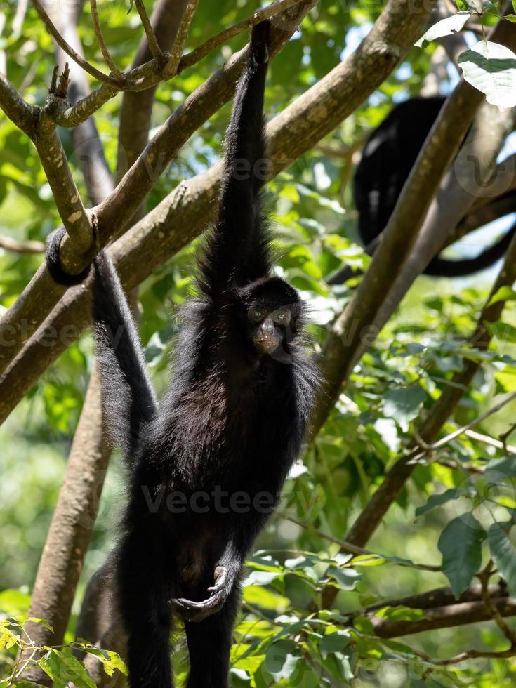 mono araña negro de cara negra foto